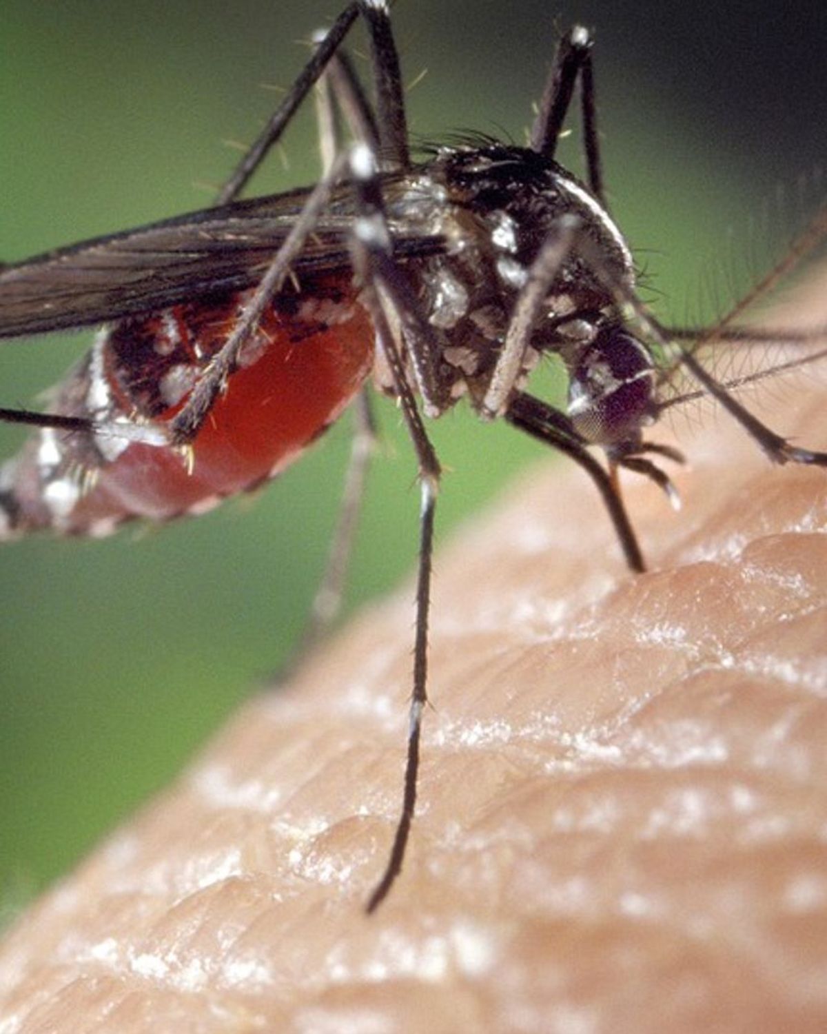 kan een mug door kleding steken