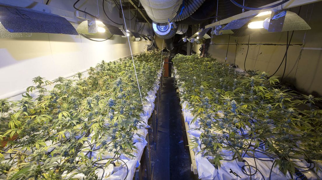 Een wietplantage
