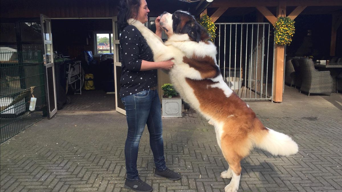 Deze hond uit Weerselo is officieel de mooiste van Nederland