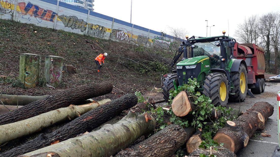 Bomenkap langs de Zuidelijke Ringweg in Stad