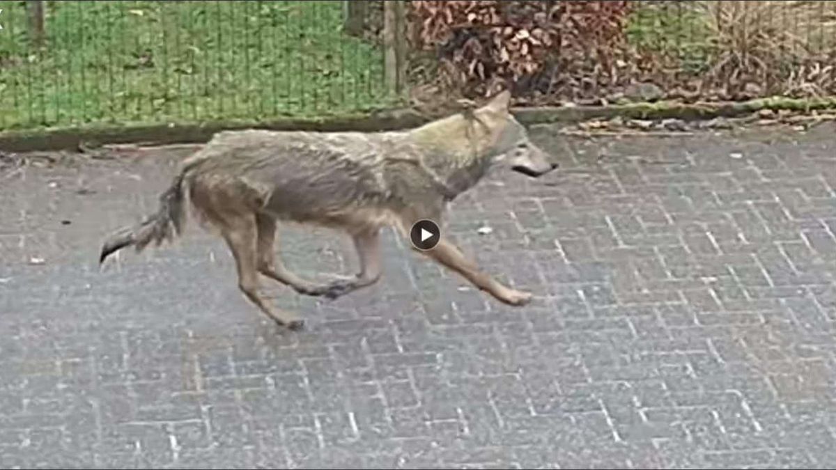 Wolf gezien in Aldtsjerk | Geen rare stoffen gemeten op school in Burgum