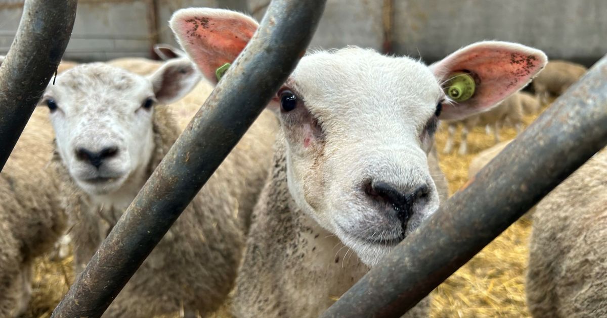 ワクチンがあるにもかかわらず、ブルータングで何百頭もの羊が死亡：「もう駆除できない」