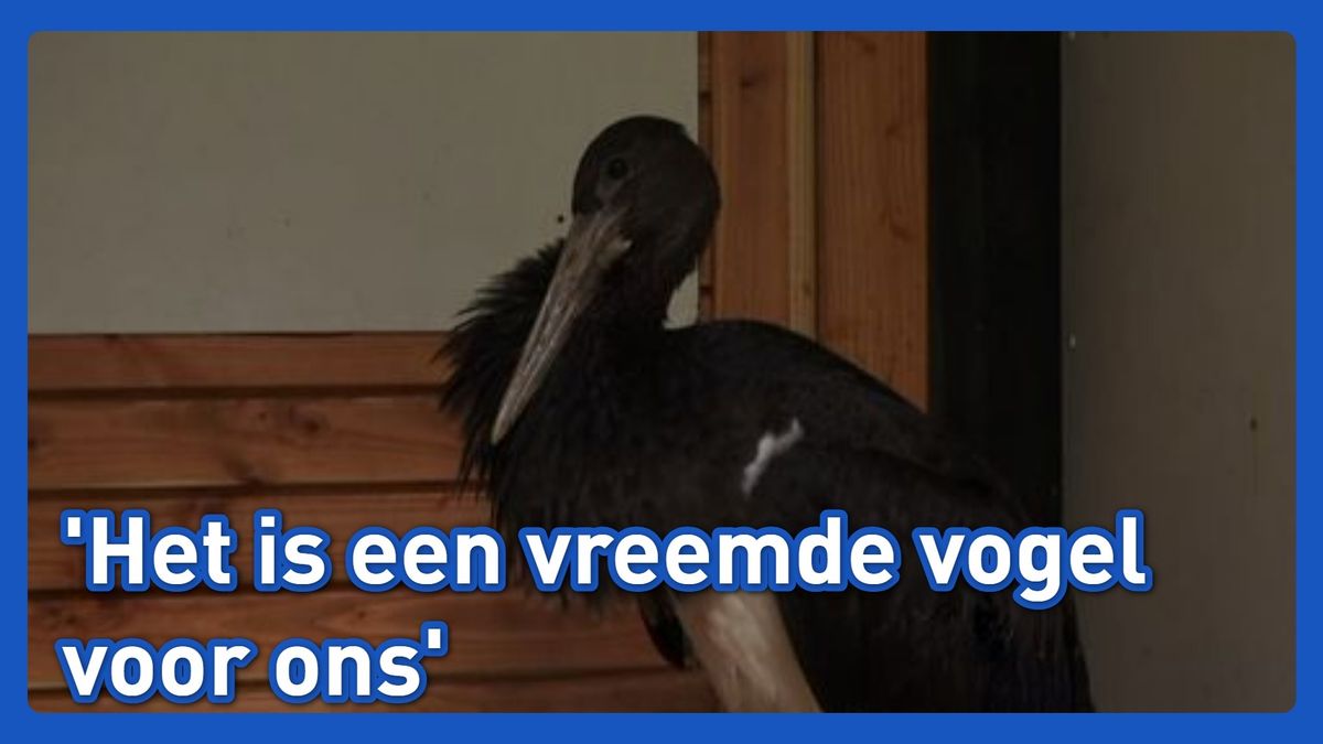Uit koers geraakte zwarte ooievaar strandt in Westernieland