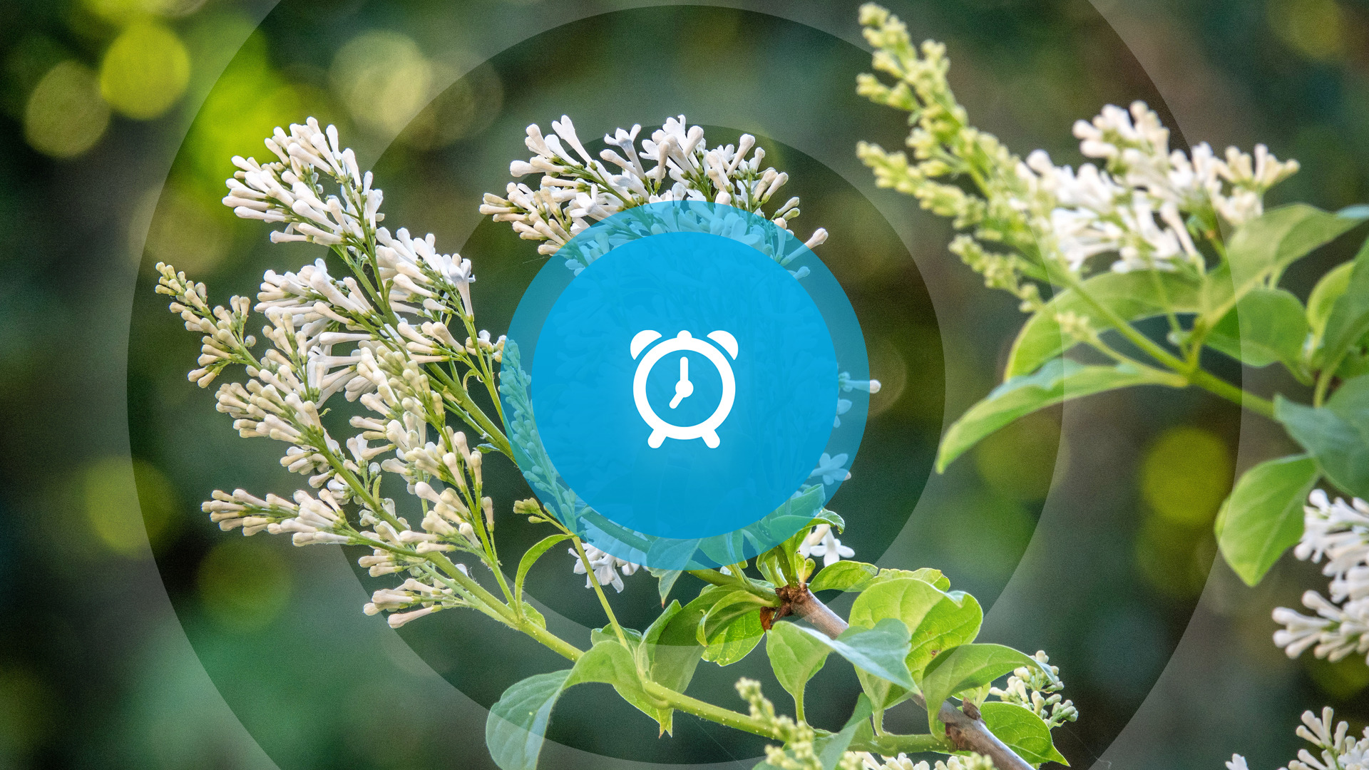 Goedemorgen! Walviskaken, tuinworkshops en terugkeer noodopvang
