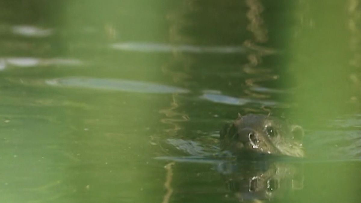 Komen er straks otters in Papekop?