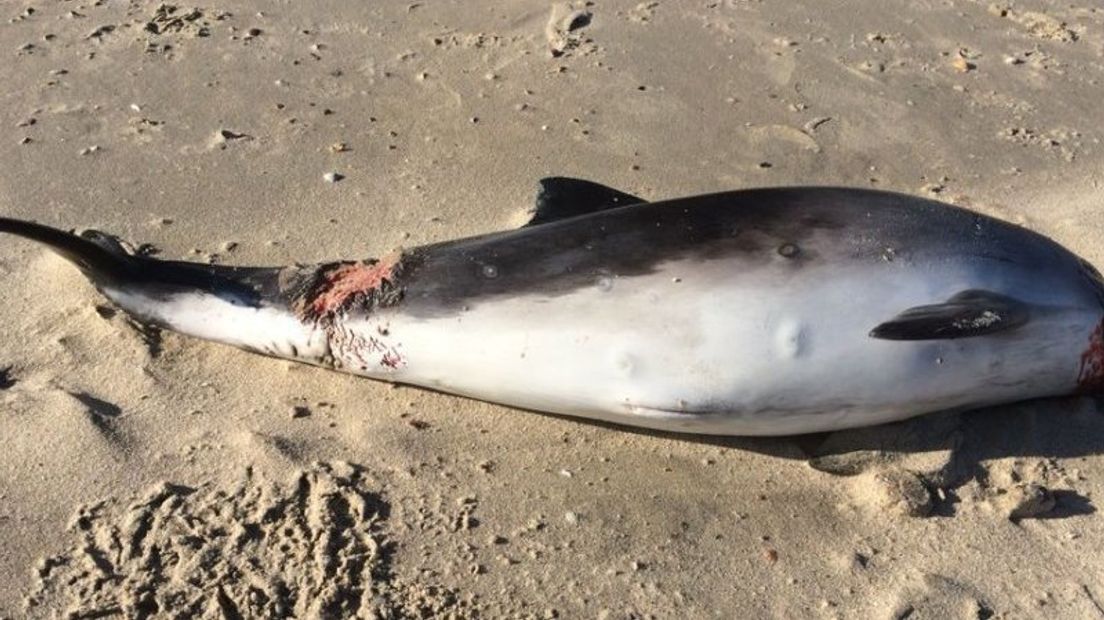 De dode bruinvis die vanochtend werd gevonden op het strand bij Zoutelande