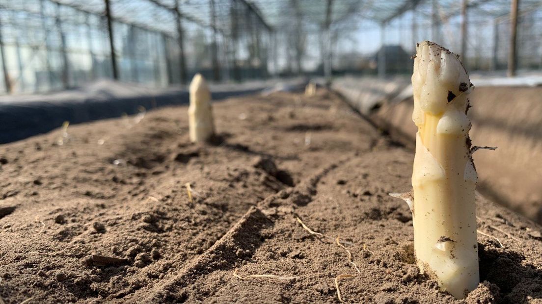 De eerste asperges steken hun koppie boven de grond