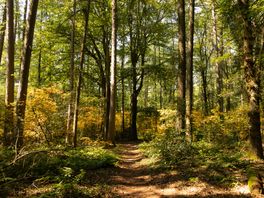 Door 'valse herfst' valt blad snel van de boom, maar dat is niet per definitie negatief