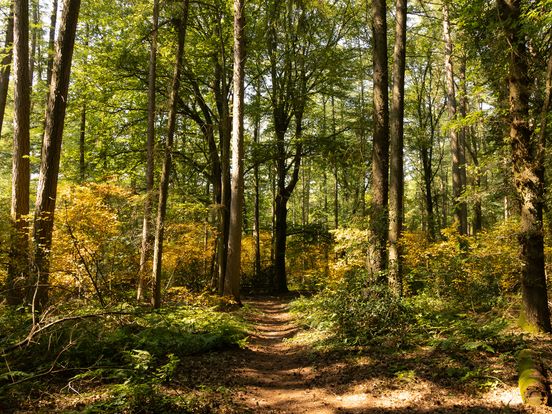 Door 'valse herfst' valt blad snel van de boom, maar dat is niet per definitie negatief