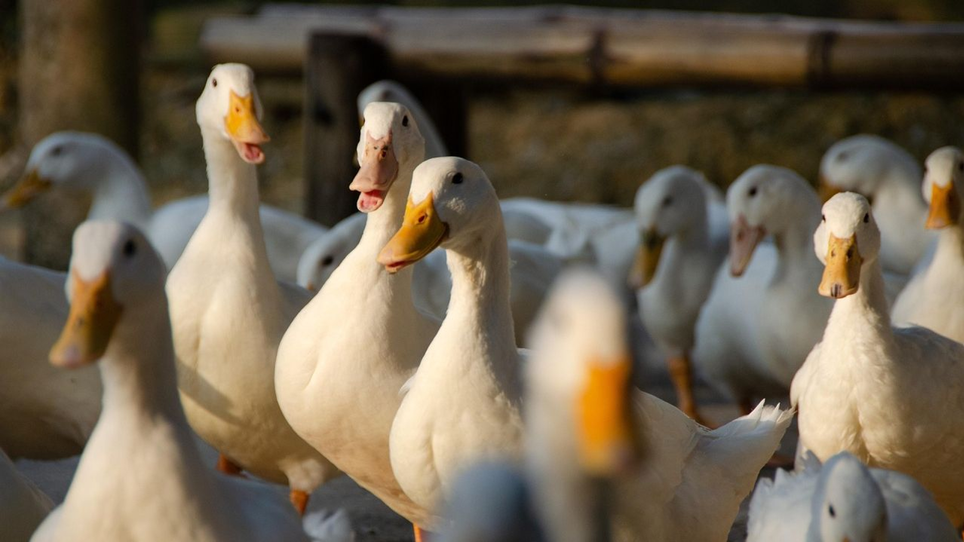 Foto: Opnieuw vogelgriepbesmettingen in Hierden en grensgebied