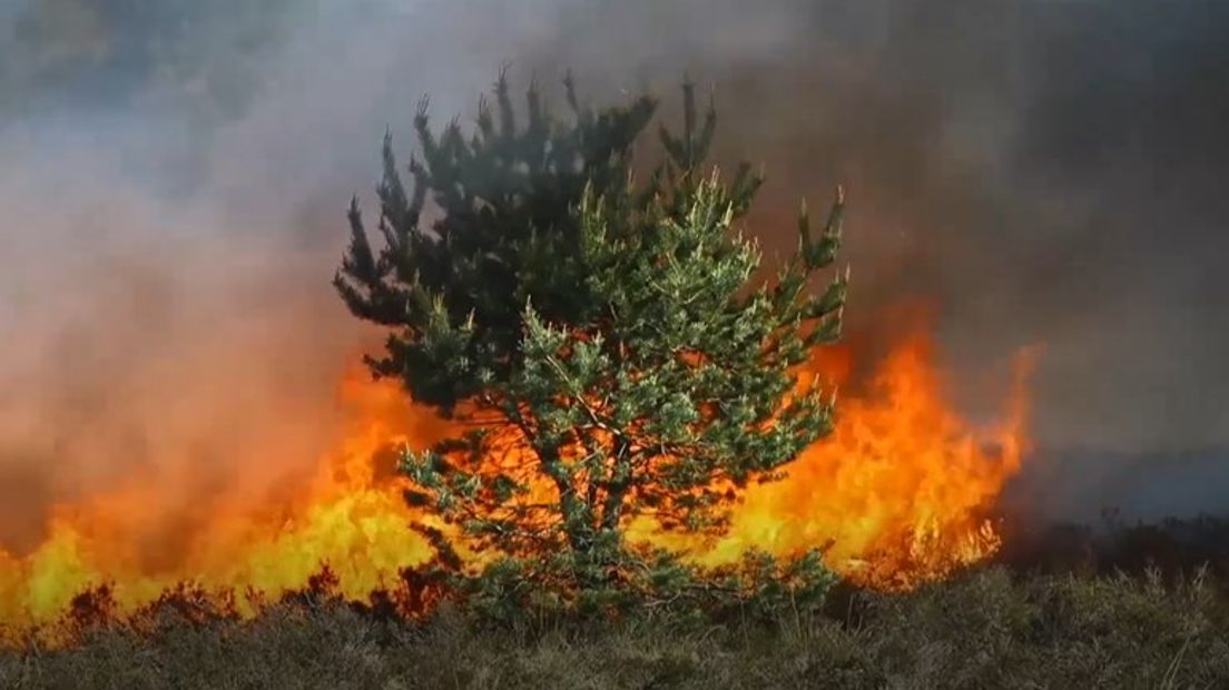 De heidebrand bij Epe.