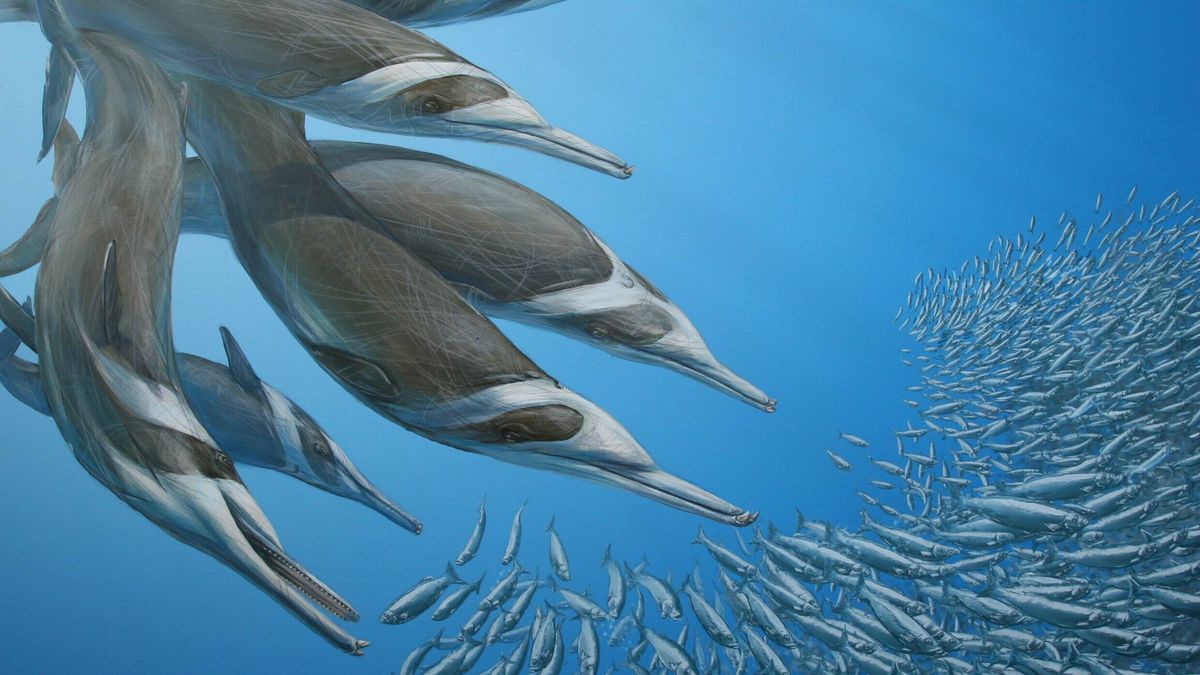 Nieuwe dolfijnsoort in Westerschelde ontdekt, je kan 'm alleen niet meer tegenkomen