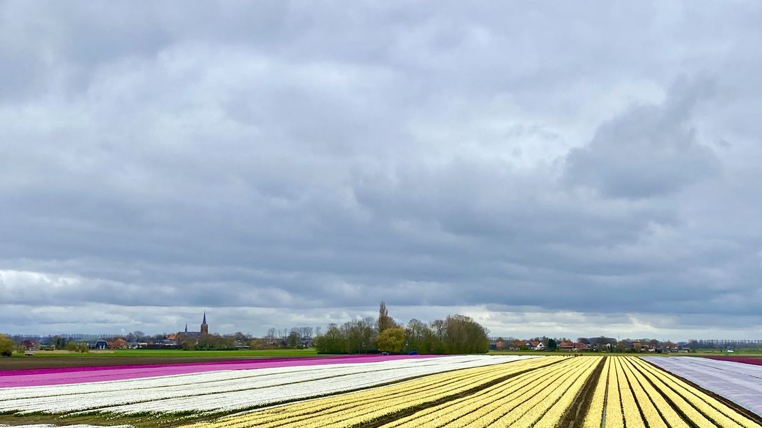 Tulpenveld in bloei in Lamswaarde