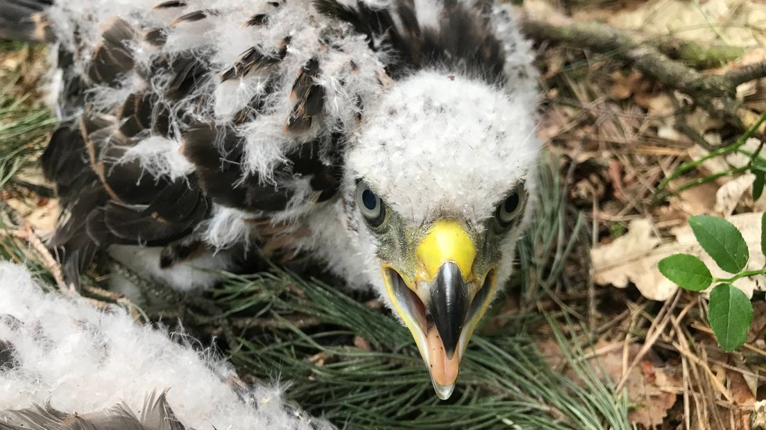 Hoog in een boom op Kamp Heumensoord in Nijmegen hebben twee haviken hun nest gebouwd. Zo'n vier weken geleden kroop de eerste van in totaal drie jonge roofvogels uit het ei. Inmiddels zijn de dieren groot genoeg om geringd te worden. BuitenGewoon-verslaggever Laurens Tijink mocht mee.