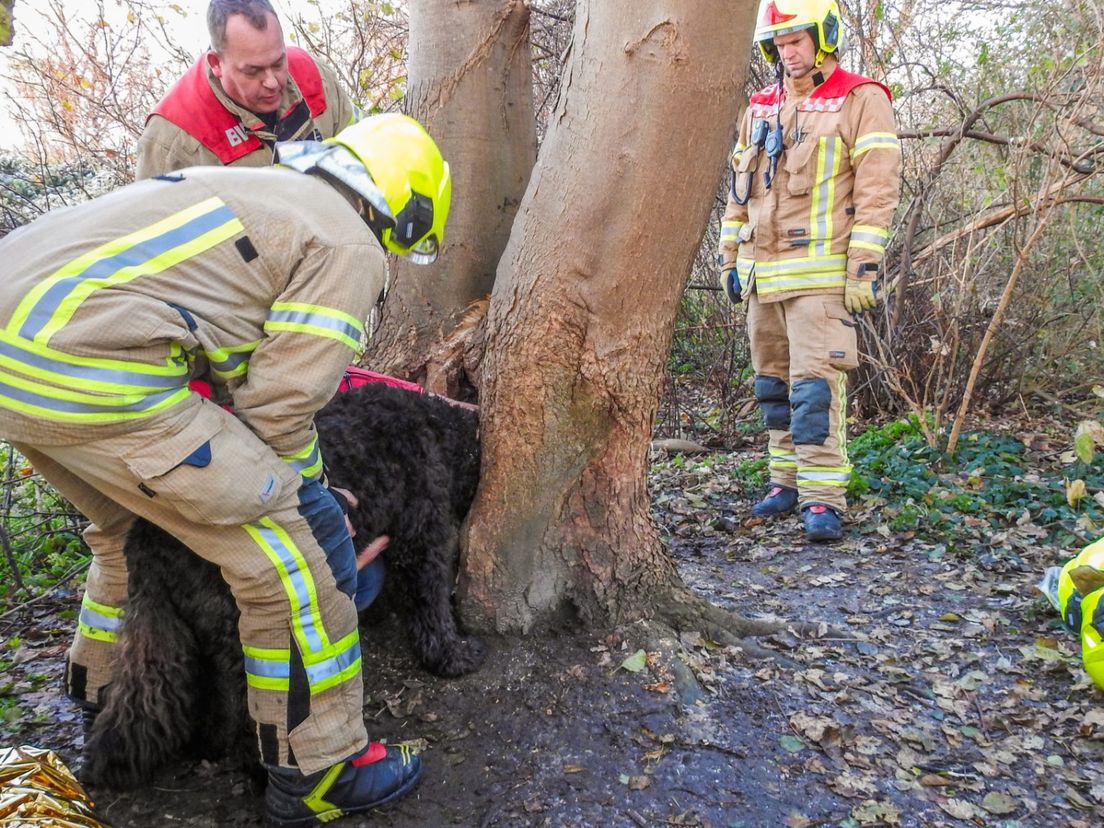 Hond zit uur lang vast in boom in Maassluis
