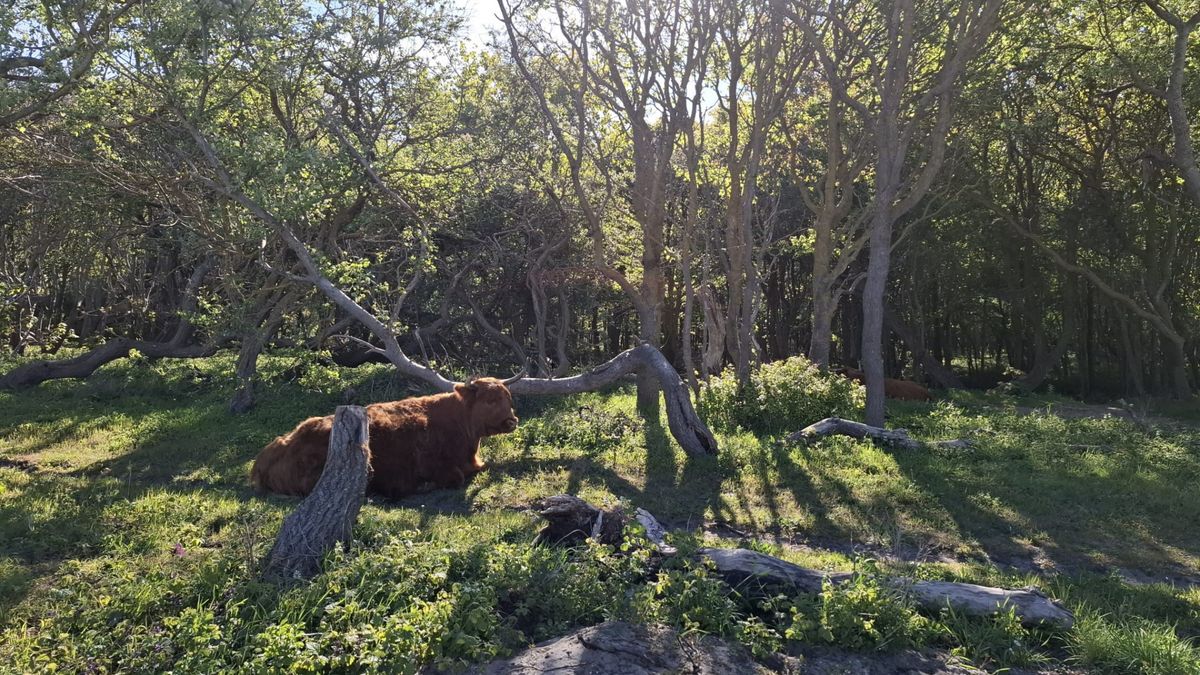 Den Haag is onderdeel van nieuw nationaal park: ruim 18.000 hectare aan groen
