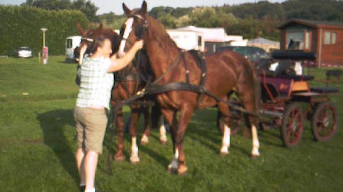 Barchemse Paarden4daagse begonnen