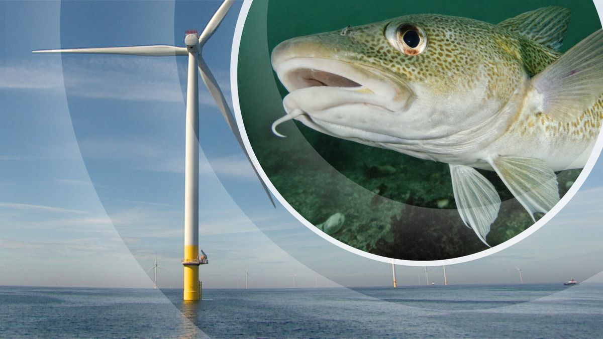 Kabeljauw heeft het naar zijn zin bij windparken Borssele, nu de rest nog