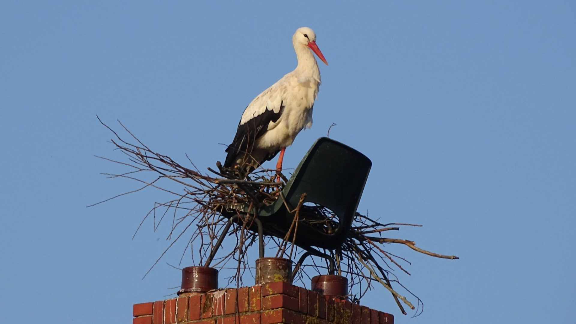 Liefde en ruzie in het nest: volg de ooievaars live