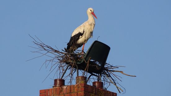 Liefde en ruzie in het nest: volg de ooievaars live