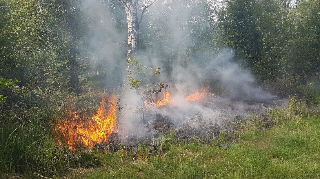 Bosbrand in Nederland