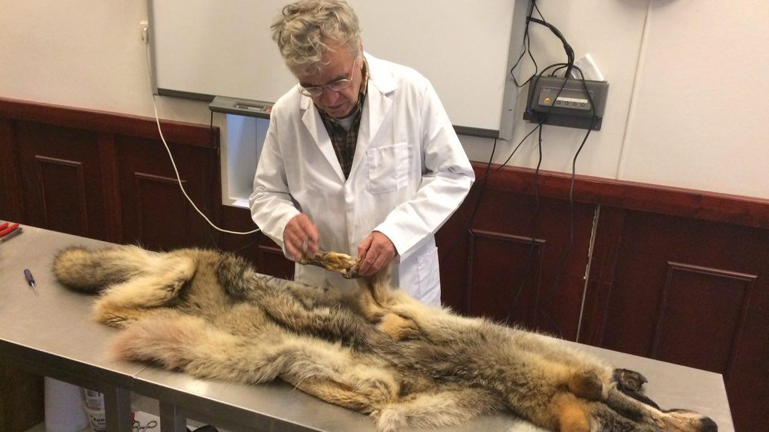 Bas Perdijk van Naturalis werkt aan de wolf (Rechten: RTV Drenthe / Jeroen Willems)