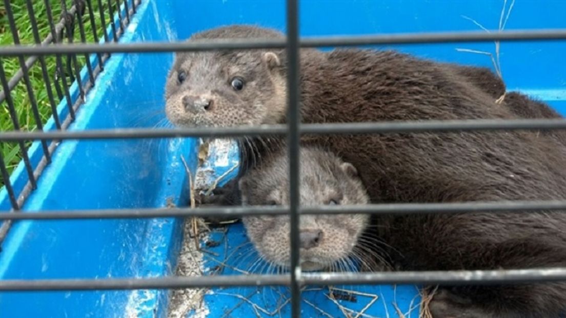 De jonge otters (Rechten: waterschap Groot Salland)