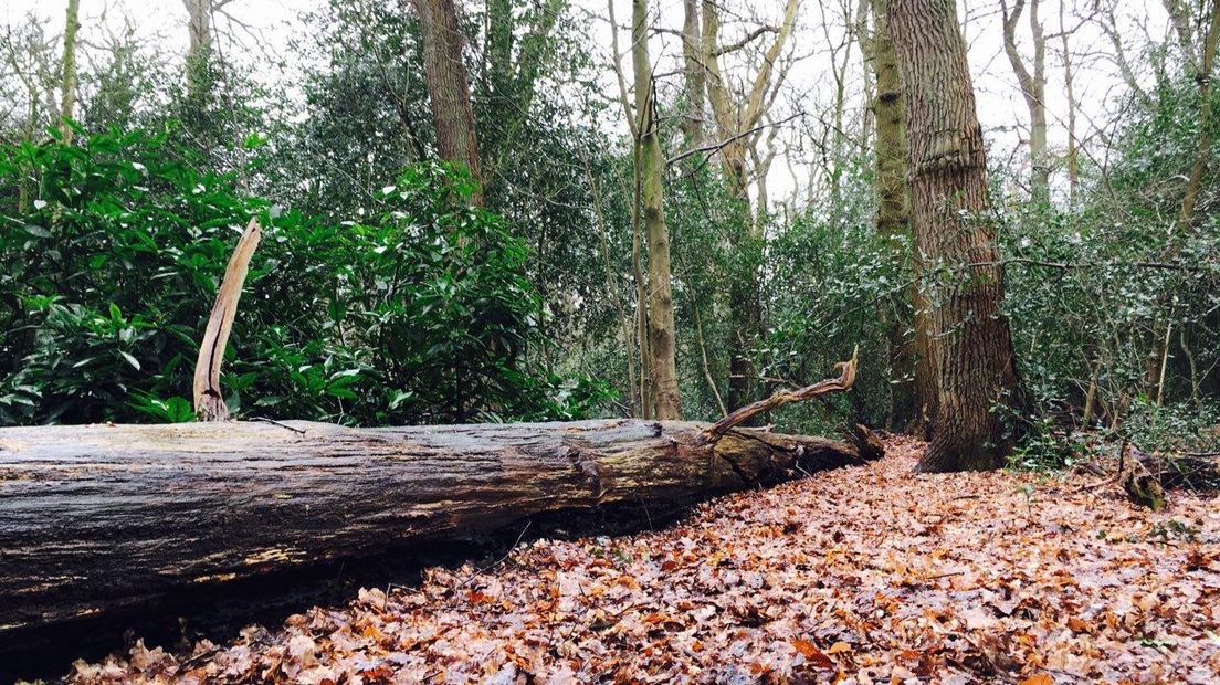 Een omgevallen of gekapte boom in het Asserbos (Rechten: Wolter Klok/RTV Drenthe)