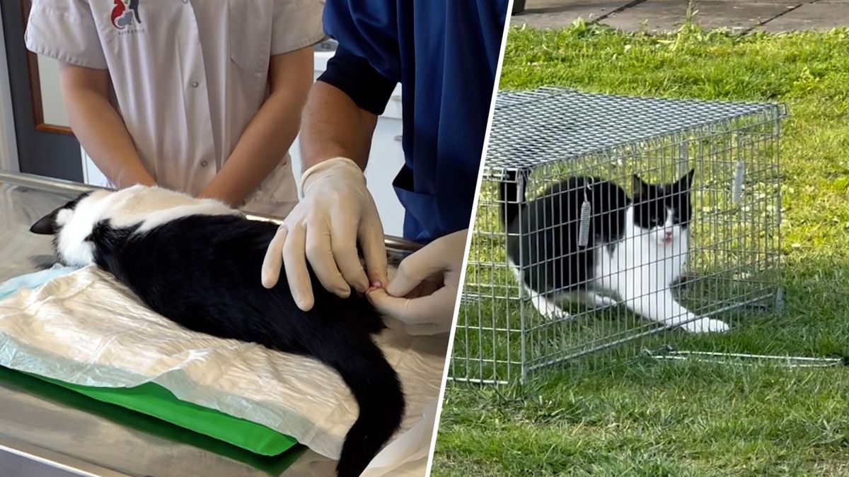 Operatietafels voor zwerfkatten: ‘Iedere kat verdient een thuis’