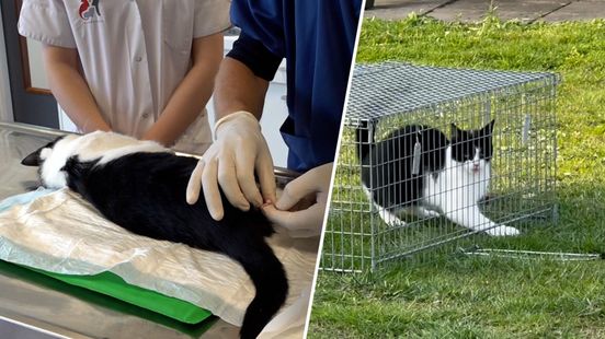 Operatietafels voor zwerfkatten: ‘Iedere kat verdient een thuis’