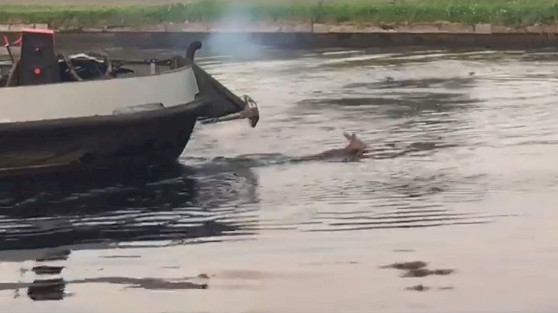 Ree gered uit kanaal