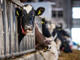 Tijd dringt nu écht voor PAS-melders, 'drastische maatregelen dreigen'