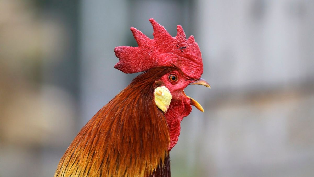 Vogelgriep: opening pluimveehouderij Castenray uitgesteld