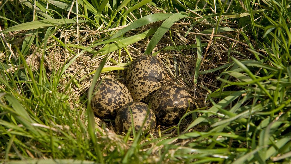 Eerste jeugdei van Fryslân gevonden bij Oentsjerk