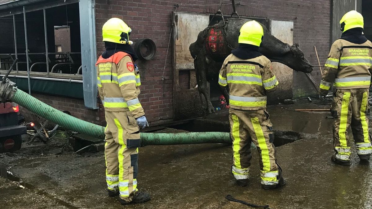 Zestien koeien vast in gierput: minstens vier runderen dood