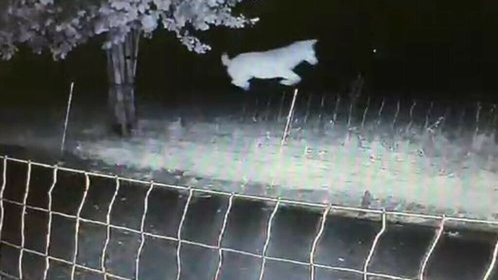 Subsidie wolfwerende rasters weer omhoog, nu fors