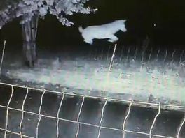 Subsidie wolfwerende rasters weer omhoog, nu fors