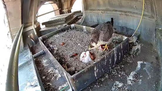 Livestream | slechtvalknest met drie jonkies