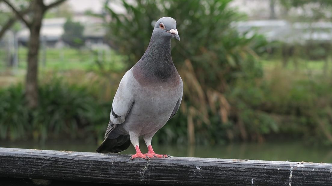 Gert Jan Beute is al 21 duiven verloren door roofvogels (Rechten: Pixabay.com)