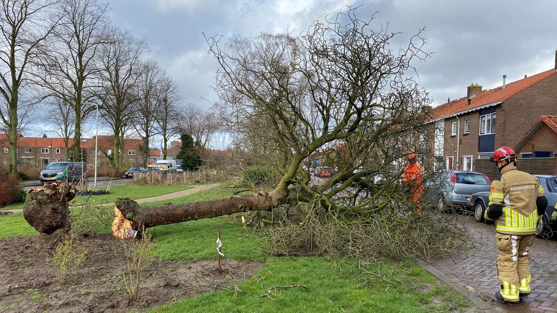 Boom omgewaaid in Deventer
