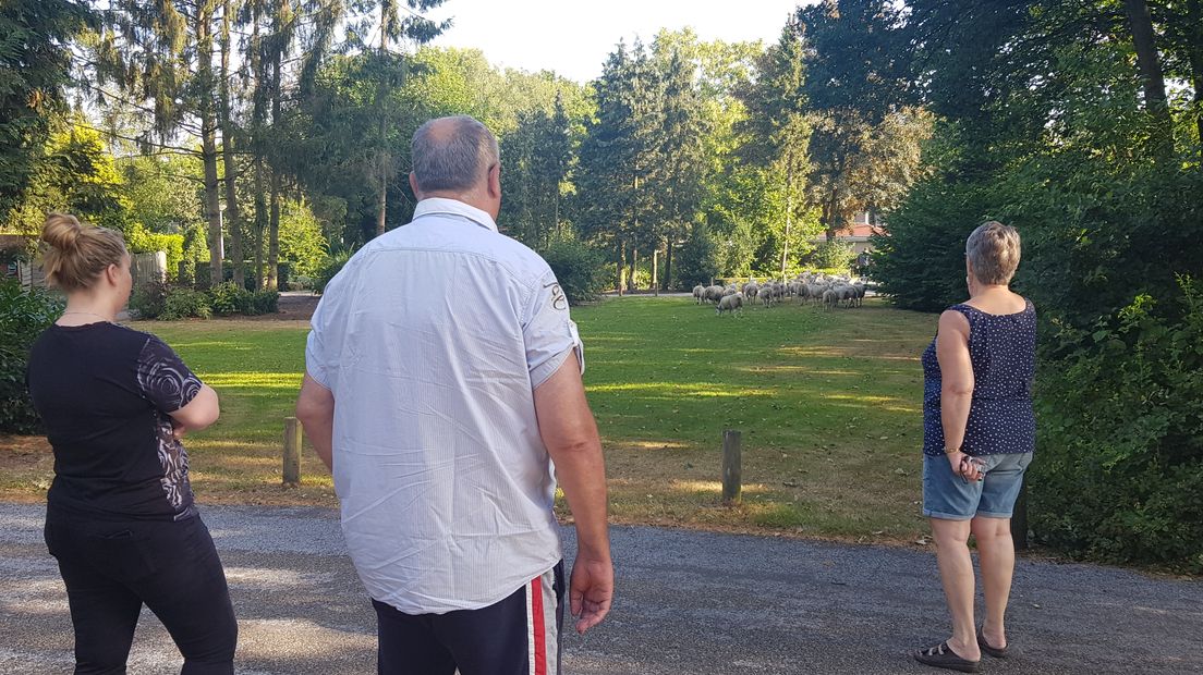 Inwoners van Harderwijk keken raar op toen ze na hun nachtrust de gordijnen openden en oog-in-oog kwamen te staan met enkele tientallen schapen in hun tuinen. De dieren waren vanochtend vroeg losgebroken uit hun wei bij de Ceintuurbaan.