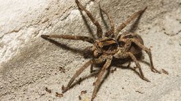 Vrouw beleeft angstige nacht dankzij agressieve spin