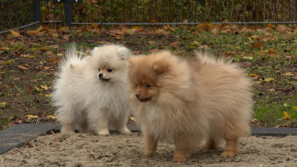 Veel belangstelling voor adoptie gevonden hondjes: 'Meer dan negentig reacties'