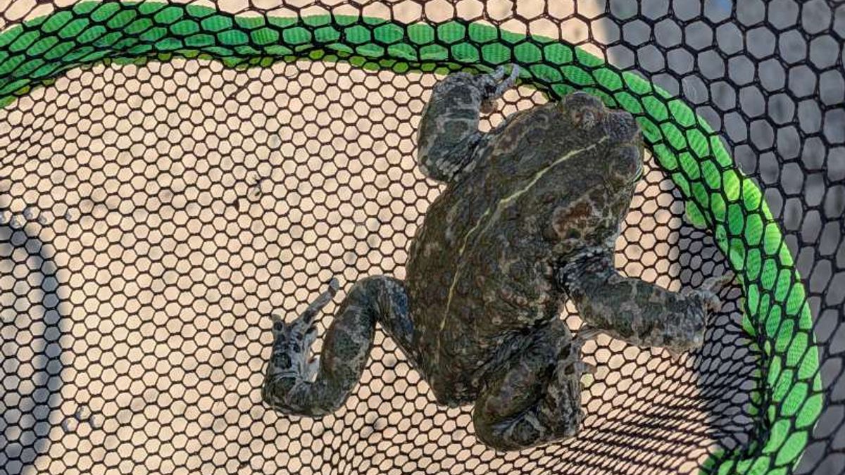 Milieugroep waarschuwt: beschermde dieren sterven in nieuwe Roermondse woonwijk