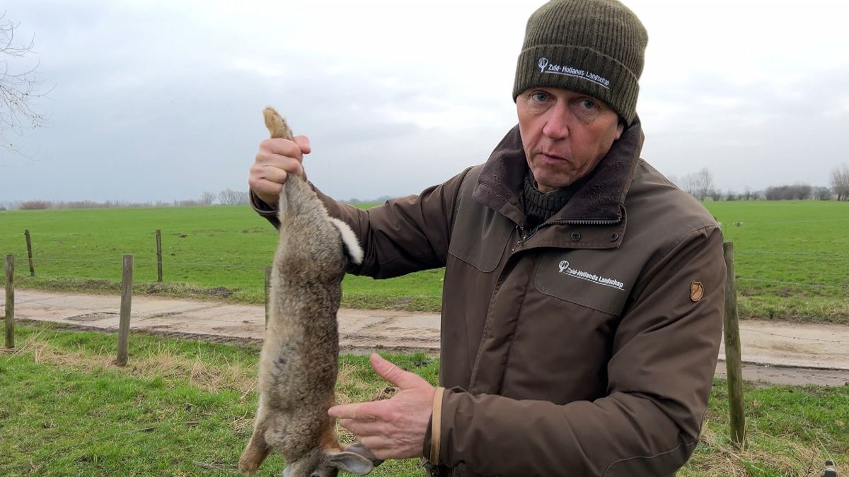 Waarom er konijnen uit Lexmond moeten verhuizen