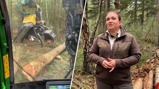 Bomenkap op de Hoge Veluwe: ‘Hout is een fantastisch product'