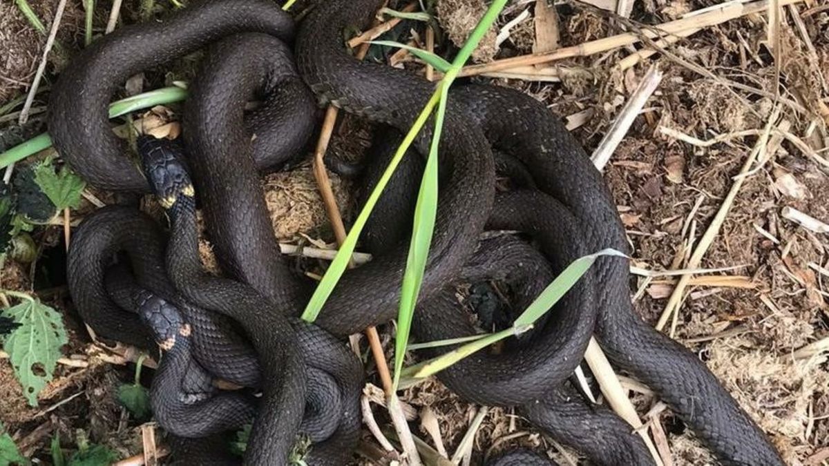 Ringslang wint terrein in de Houtwiel door broeibulten: honderden eitjes uitgekomen