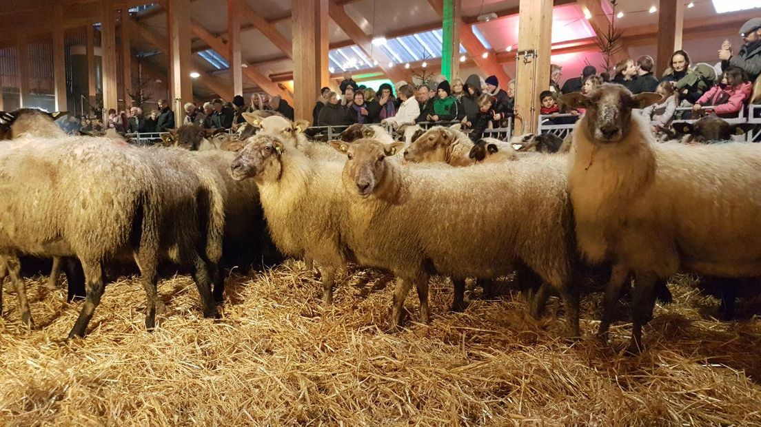 Bij Annen ontsnapten vanochtend zestig schapen (Rechten: archief RTV Drenthe/Tiffany Frasa)