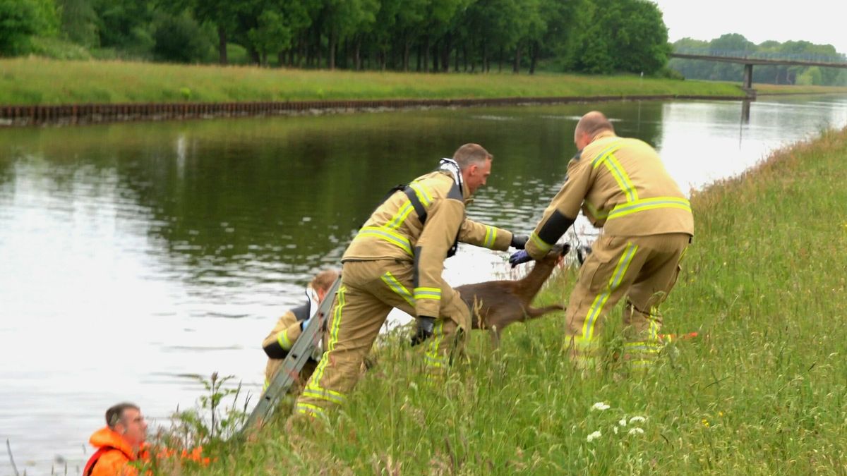 Hert met moeite uit het water gered in Hoogeveen