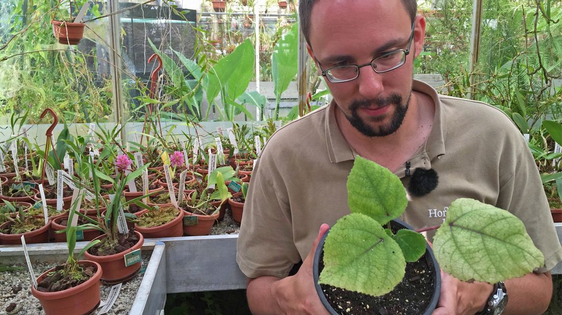 Rogier van Vugt, hoofdbeheerder van de kas bij de Hortus Botanicus, met 'zijn' Gympie. 